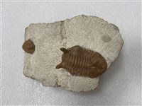 藏品(卡瓦勒短眼三葉蟲)的圖片